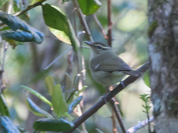 <h3><a href="/trips/srilanka/biota/animalia/chordata/aves/040 passeriformes/083 phylloscopidae/phylloscopus magnirostris/phylloscopus magnirostris-nl.html">Phylloscopus&nbsp;magnirostris</a> / Large‑billed&nbsp;leaf&nbsp;warbler / Diksnavelfitis</h3>NIKON D500 met AF-S Nikkor 80-400mm f/4.5-5.6G ED VR, 1/100 sec  bij F5.6, ISO 1600, afstand 11.8&nbsp;m